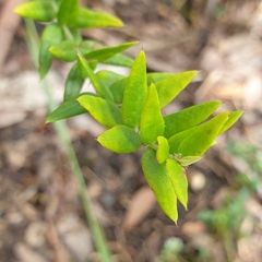Bossiaea cinerea