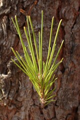 Pinus