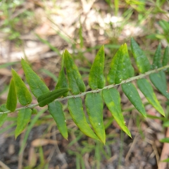 Bossiaea cinerea