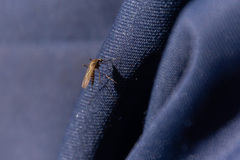 Ochlerotatus
