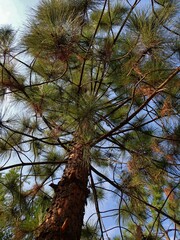 Pinus