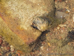 Mollusca