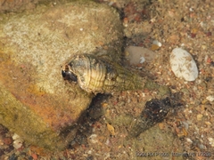 Mollusca