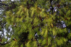 Pinus halepensis