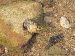 Mollusca