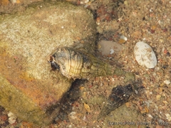 Mollusca