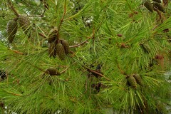 Pinus halepensis
