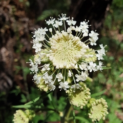 Trachymene composita