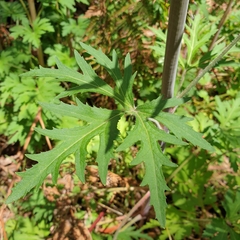 Trachymene composita