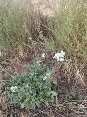 Diplotaxis erucoides