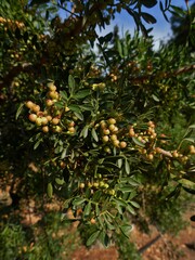 Pistacia lentiscus