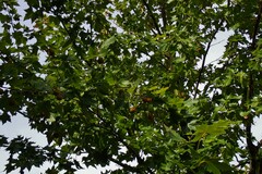 Platanus