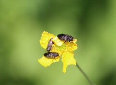 Anthaxia quadripunctata