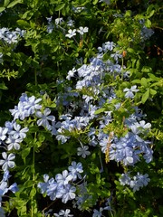 Plumbago auriculata