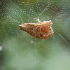 Cyrtophora exanthematica