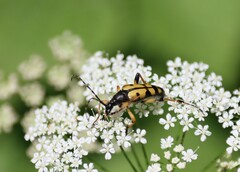 Rutpela maculata