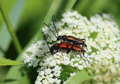 Anastrangalia dubia