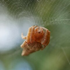 Cyrtophora exanthematica