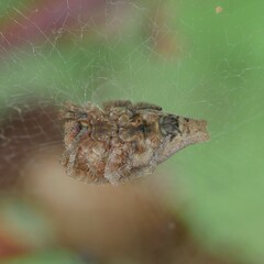 Cyrtophora exanthematica