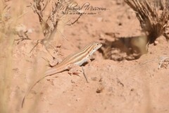 Acanthodactylus boskianus