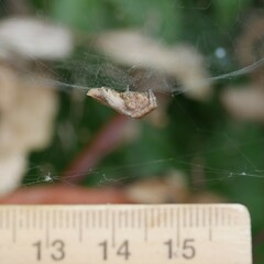 Cyrtophora exanthematica