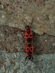 Pyrrhocoris apterus