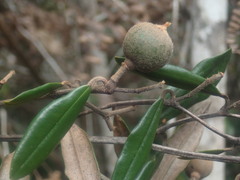 Sarcolaena oblongifolia
