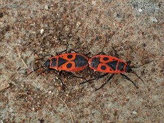 Pyrrhocoris apterus