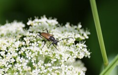 Lepturini