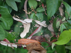 Cyrtophora exanthematica