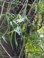 Dendrobium cunninghamii