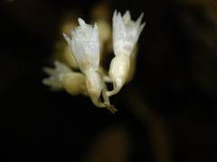 Epipogium roseum