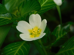 Ludwigia adscendens