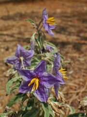 Solanum elaeagnifolium