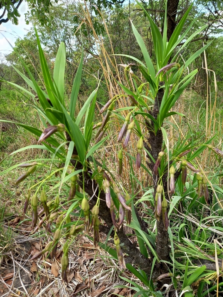 Xerophyta suaveolens