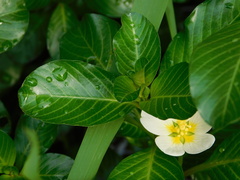 Ludwigia adscendens