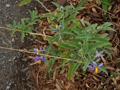 Solanum elaeagnifolium