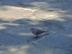 Streptopelia decaocto