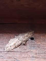 Sigilliclystis insigillata