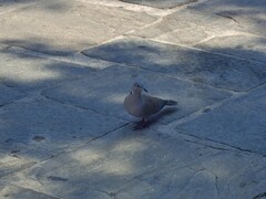 Streptopelia decaocto