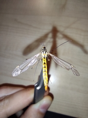 Nephrotoma submaculosa