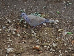 Streptopelia decaocto