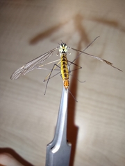 Nephrotoma submaculosa