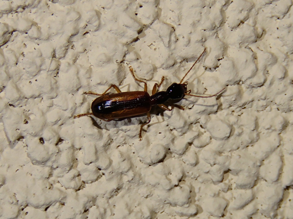 Leptotrachelus dorsalis from Havre De Grace, MD 21078, USA on July 5 ...