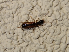 Leptotrachelus dorsalis