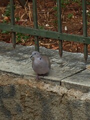 Streptopelia decaocto