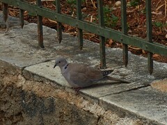 Streptopelia decaocto