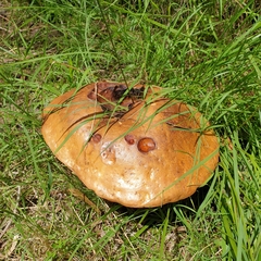 Phlebopus marginatus