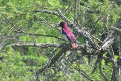 Cinnyricinclus leucogaster