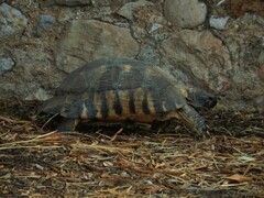 Testudo marginata